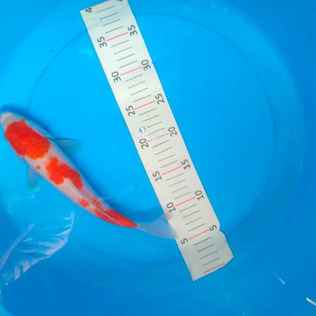 Kohaku original