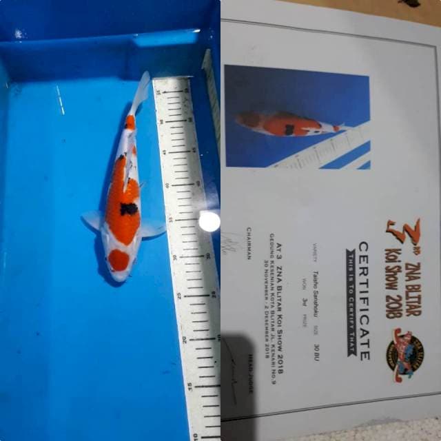 MARUTEN SANKE 27 CM F1 JUARA 3