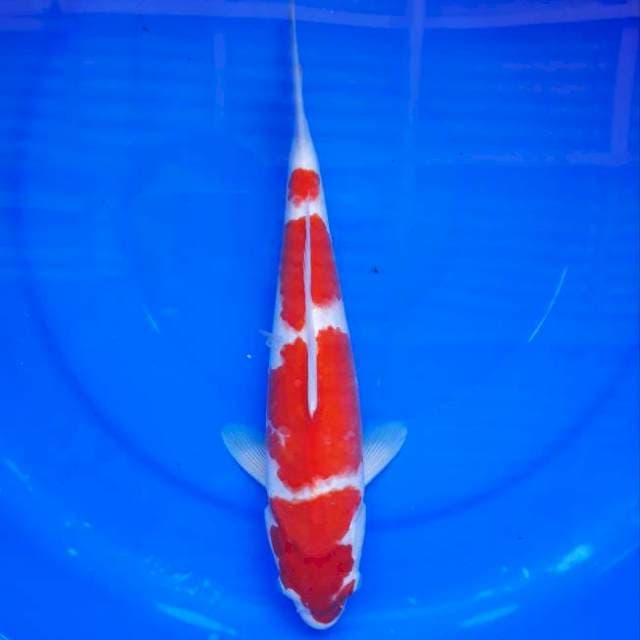 Kohaku HQ Bakat Jumbo