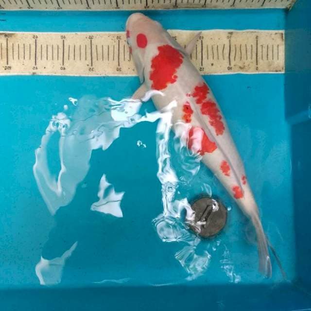 Kahaku cherry