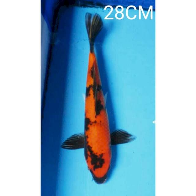 HI SHOWA 28CM