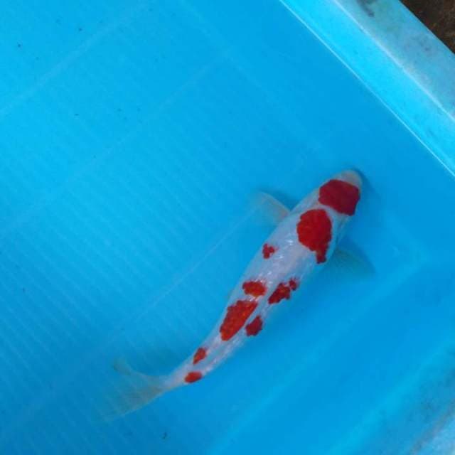 HWC (S of T)kohaku