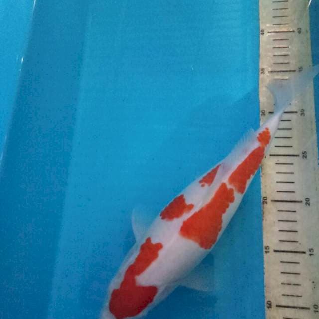 Kohaku 35cm putih salju
