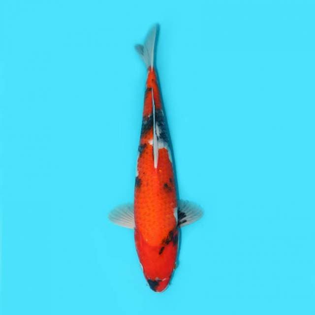 SHOWA 37 CM