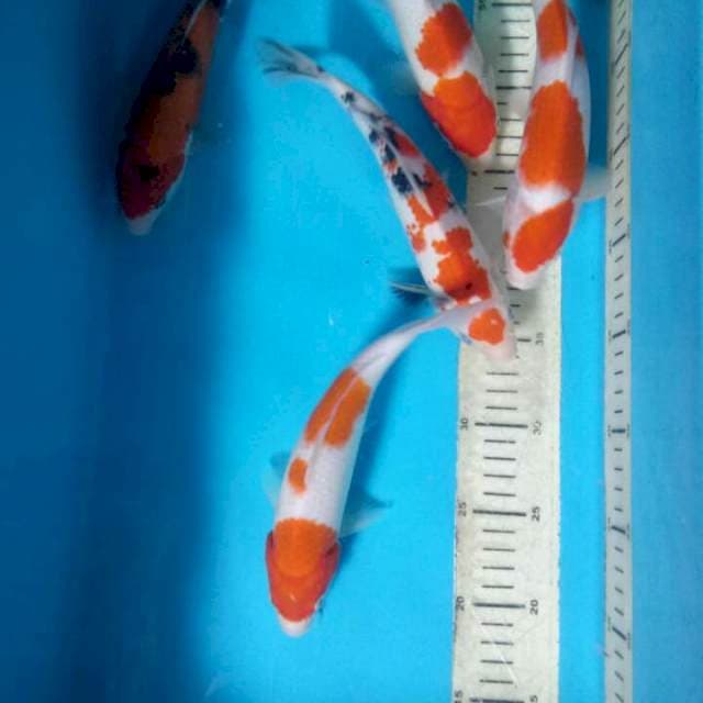 Mix 5ekor 23cm