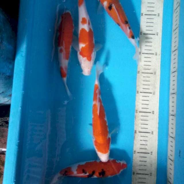 Mix 5ekor 23cm