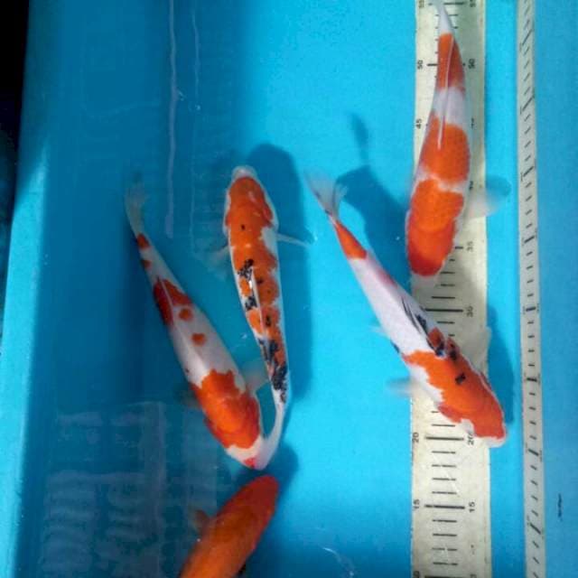 Mix 5ekor 25cm