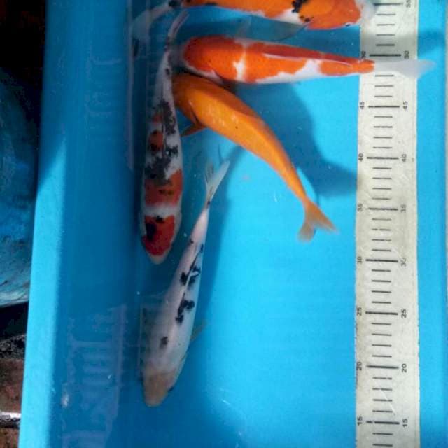Mix 5ekor 25cm