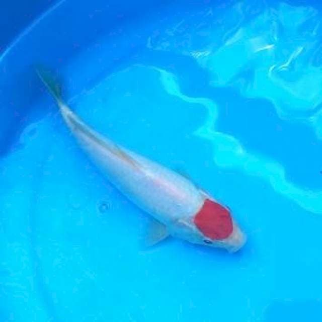 26 CM - TANCHO