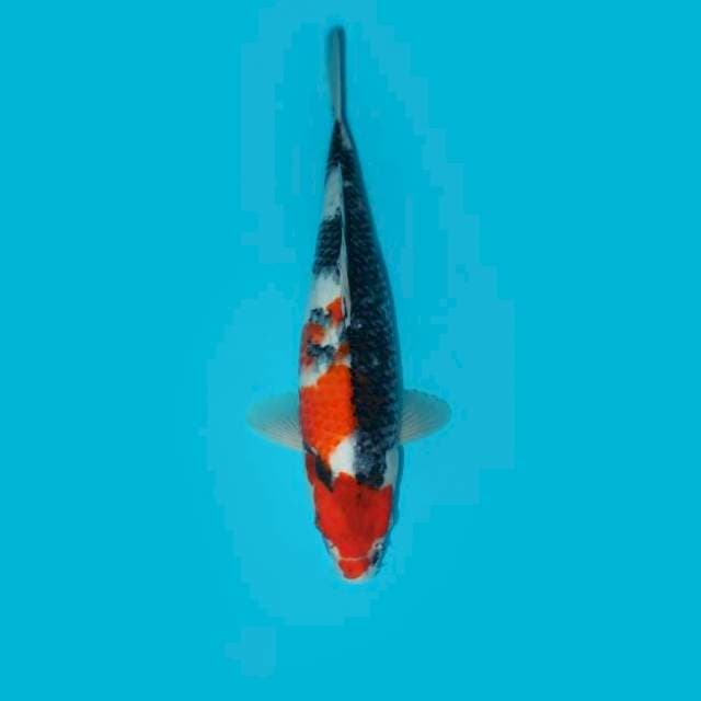 Showa 36 cm