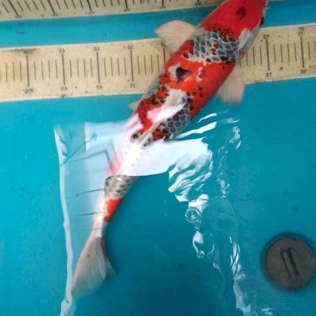 Goshiki male jumbo