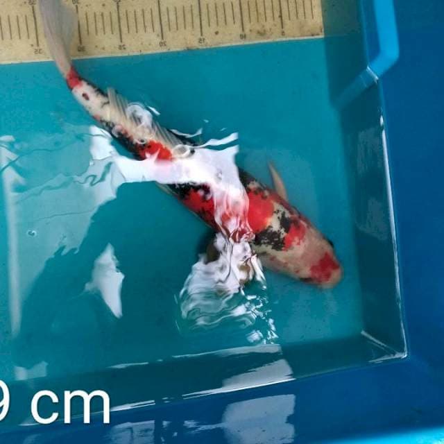 Beni kiko male