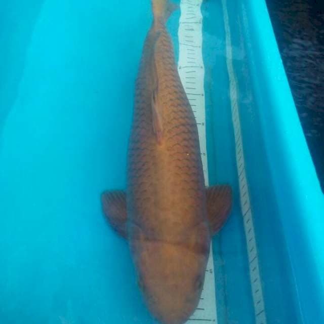 Brown Chagoi