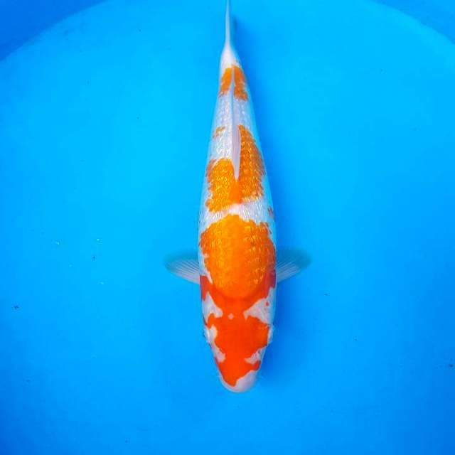 KOHAKU GINRIN BERPUNUK ~ F1