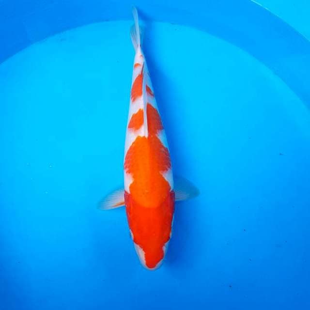 SANDAN KOHAKU ~ F1