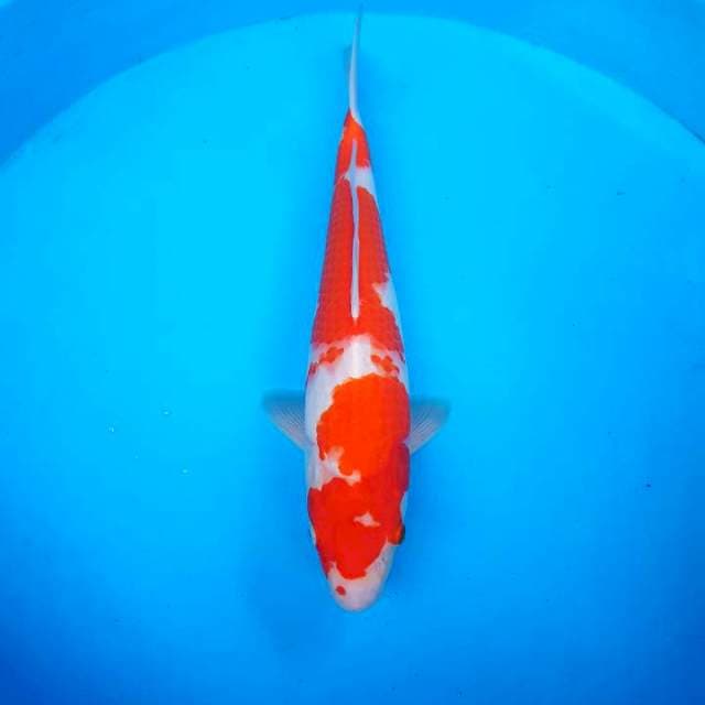 HI STRAIGHT ~ KOHAKU F1