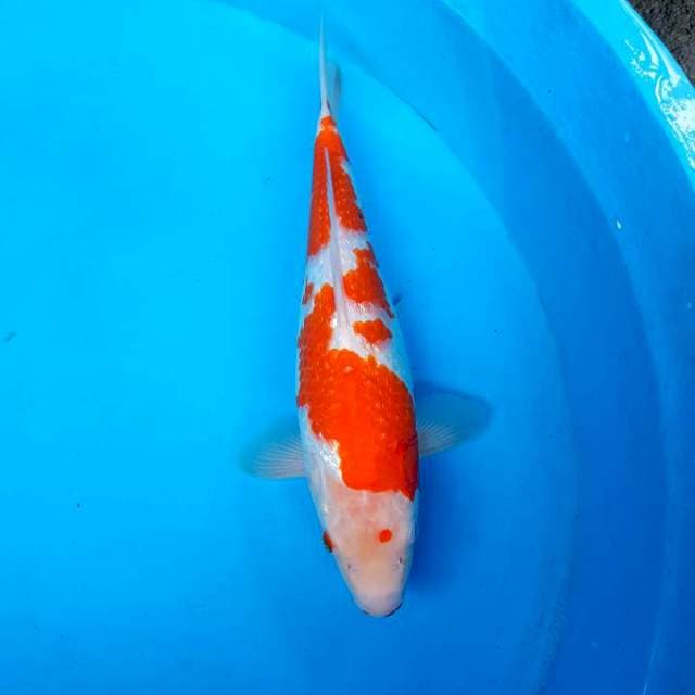 KOHAKU GINRIN BERPUNUK ~ F1