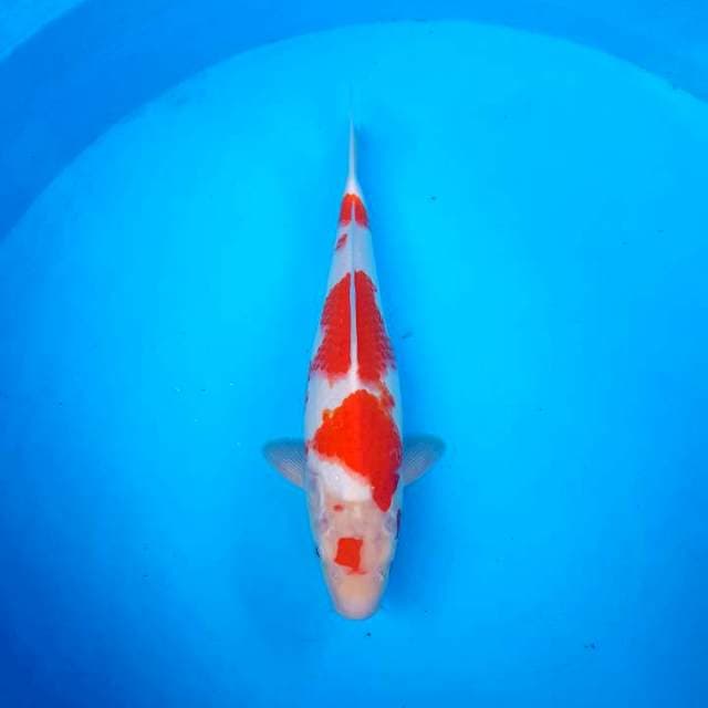 YONDAN KOHAKU ~ F1