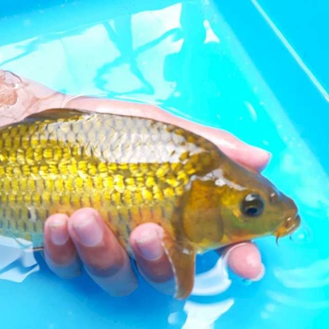 Munuk cagoi ginrin 25cm.
