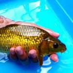 Munuk cagoi ginrin 25cm.
