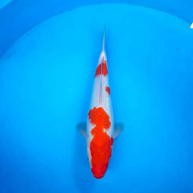 NIDAN KOHAKU GINRIN - F1