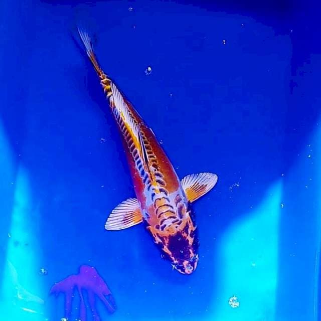 Kin kiko
