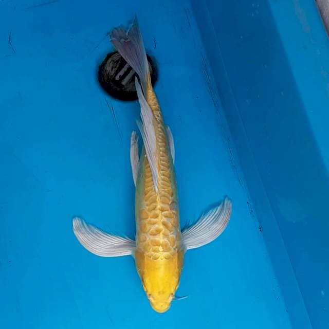 40cm kumpai yamabuki aragoke