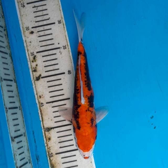 27cm beni kumonryu 