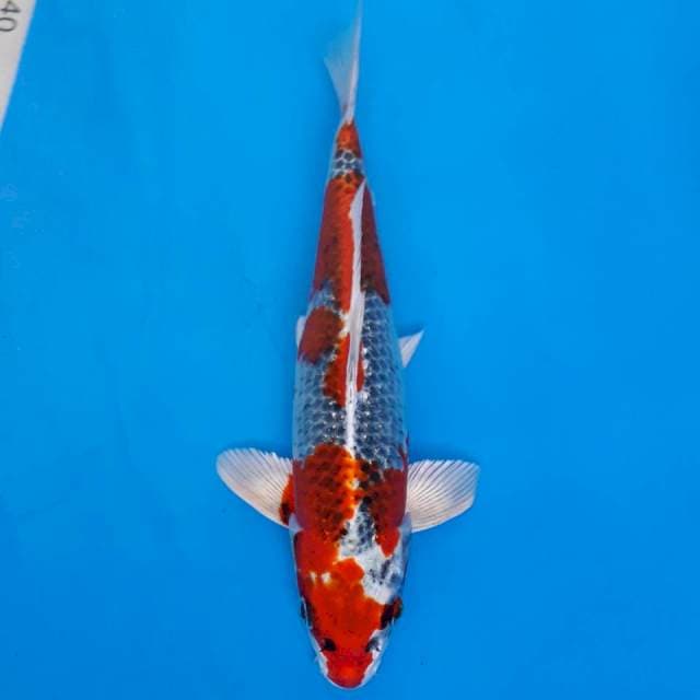 Red kujaku import non-serti