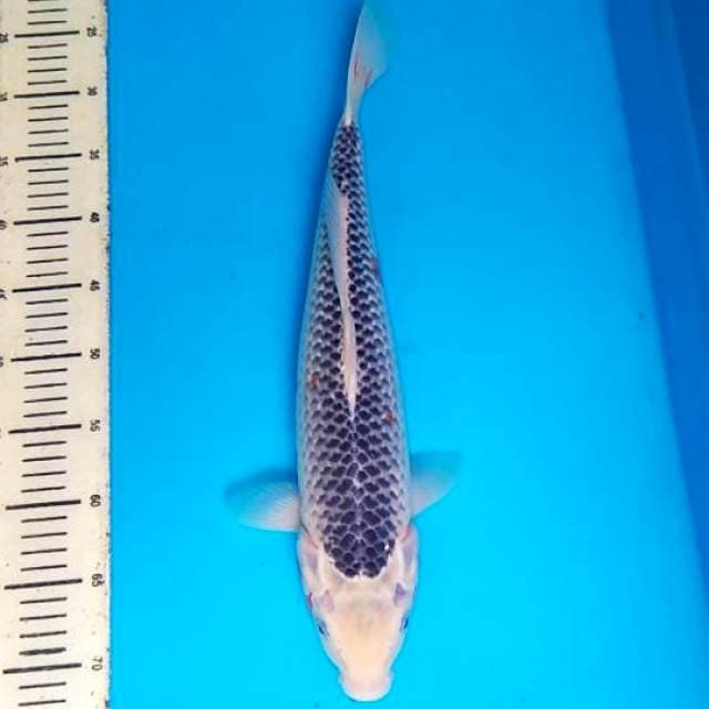 Asagi 45cm, F1