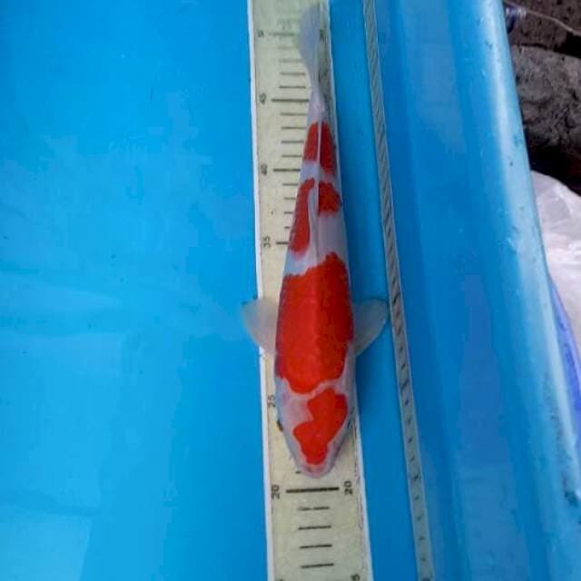 Yondan kohaku 