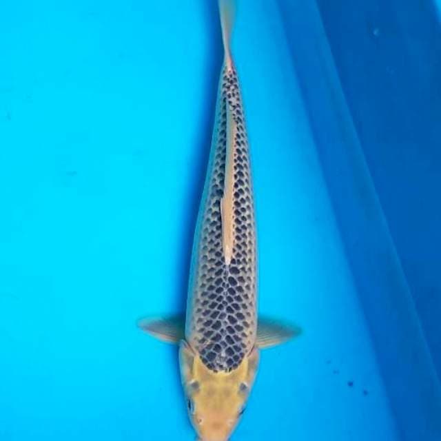 Asagi 42cm F1