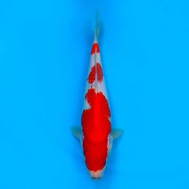24 CM - KOHAKU 