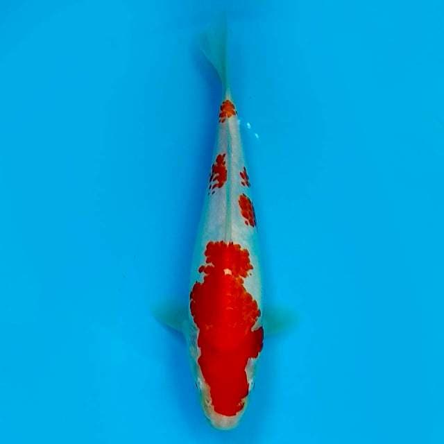 22 CM - KOHAKU