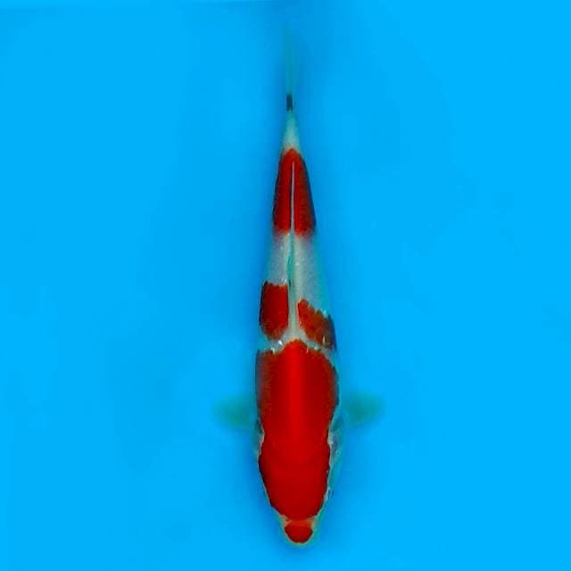 22 CM - KOHAKU