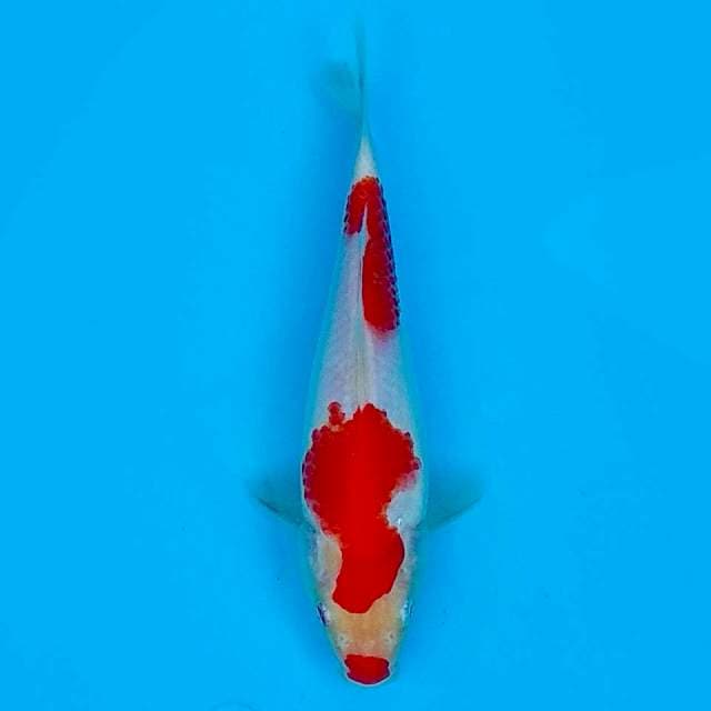20 CM - KOHAKU
