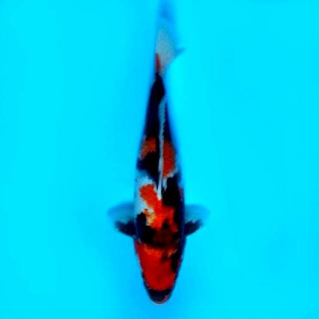 30 CM - SHOWA
