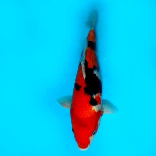 36 CM - SHOWA