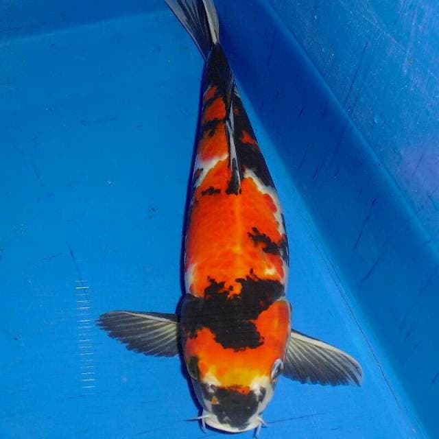 Showa sanshoku