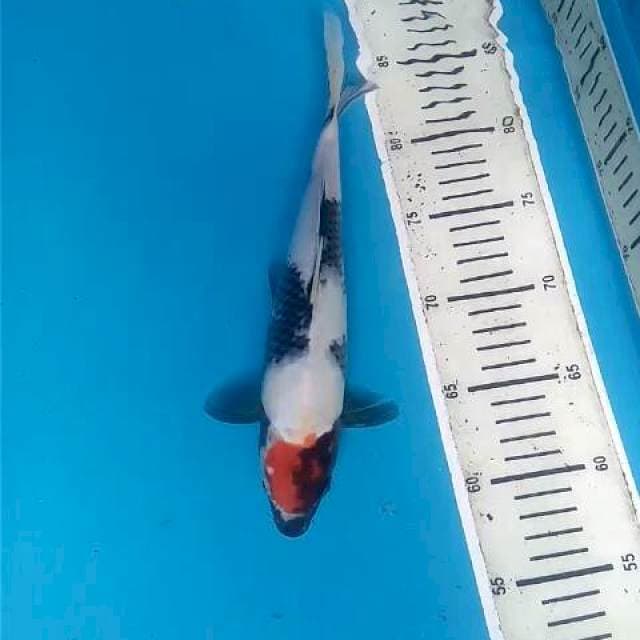 Tancho Showa 29 cm