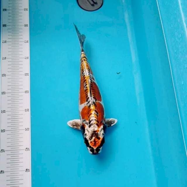 KIKOKURYU BAGUS ORIGINAL 33CM