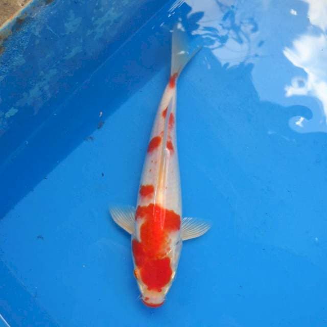 Kohaku Shining Hikari F1