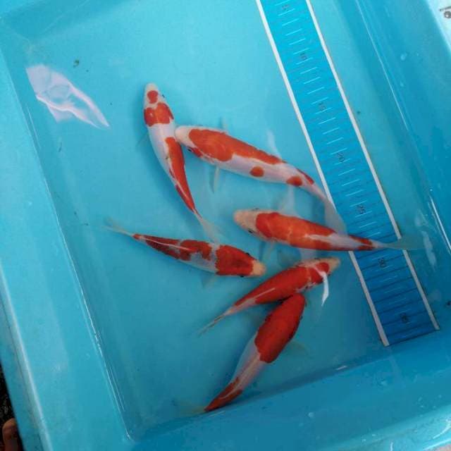 Kohaku, sanke, goshiki ( do it)