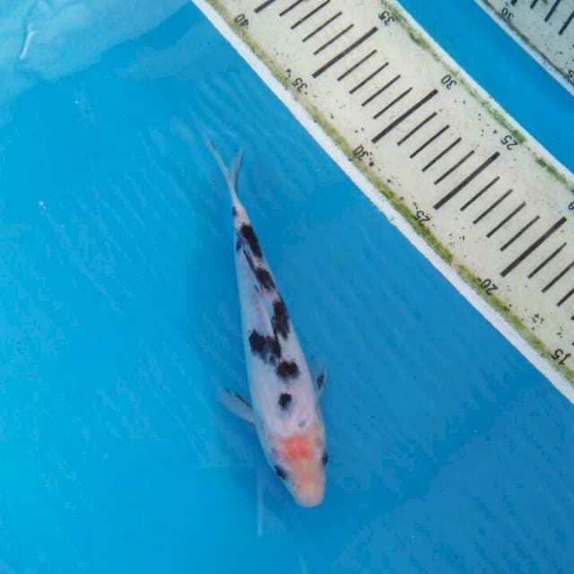 Beko 18cm