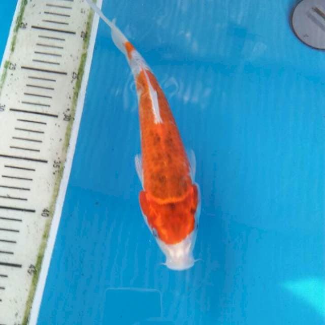 Gosiki 26cm