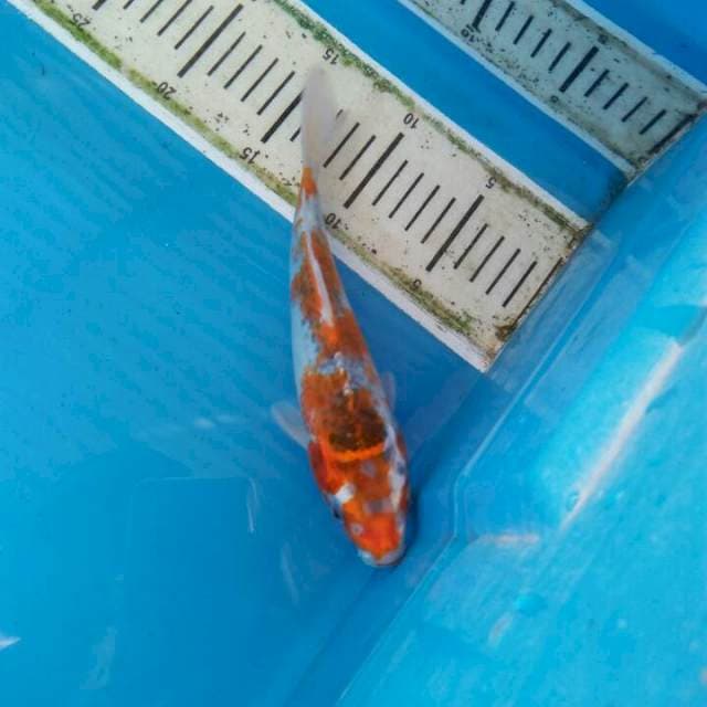 Gisiki bro 22cm