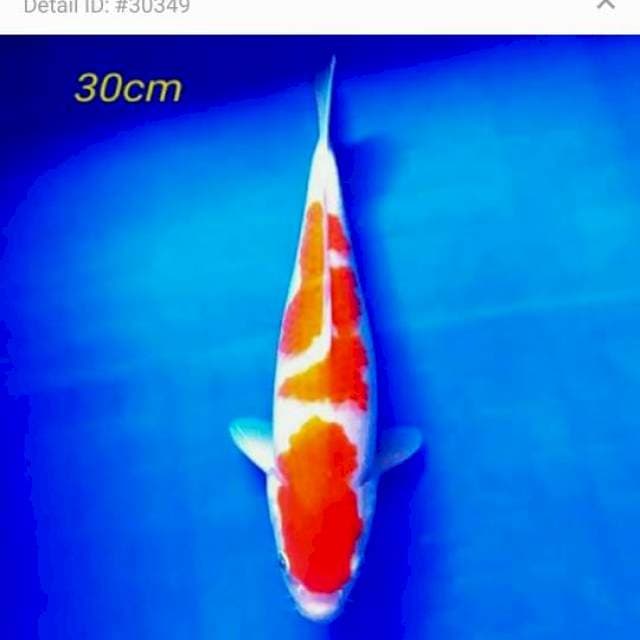 Kohaku 30cm body joss