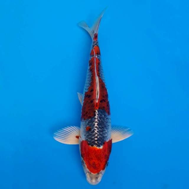 Red kujaku import non-serti