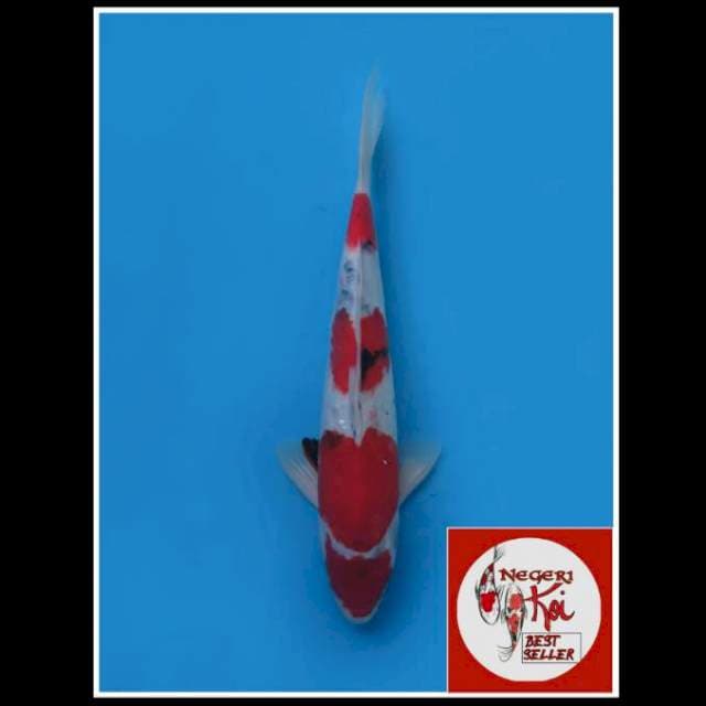 38cm male - Maruten Kindai Showa 