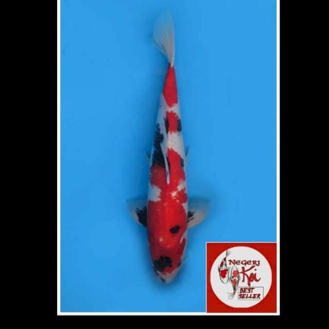 46cm male - Jumbo Kindai Showa
